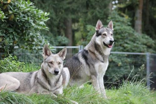 Vortrag "Der mit den Wolfshunden wohnt" @ Rodewald - Niedersachsen