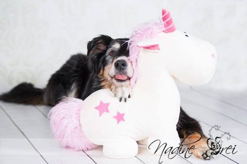 Krimiwanderung "Das letzte Einhorn" @ Uelzen - Niedersachsen
