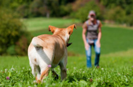 Labrador Retriever wird gerufen